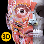 تحميل برنامج skeleton 3d وتحديث human skeleton 3d مجاناً تحميل برنامج skeleton 3d وتحديث human skeleton 3d مجاناً
